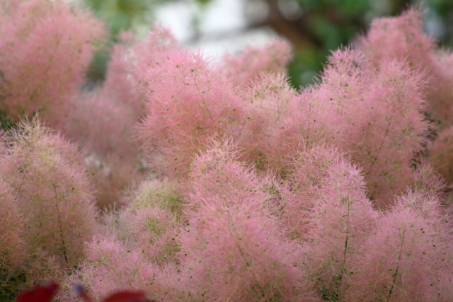 スモークツリーの花言葉やあれこれ ポムログ